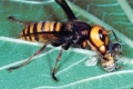 Ong mật Mỹ thất thủ khi bị ong bắp cày Châu Á xâm lược, nhà khoa học của họ đã đến Ba Vì chỉ để xem ong mật Việt Nam phòng thủ tốt thế nào.