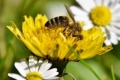 Đời sống sinh học của loài ong mật (Phần 3): Những khám phá thú vị về loài ong